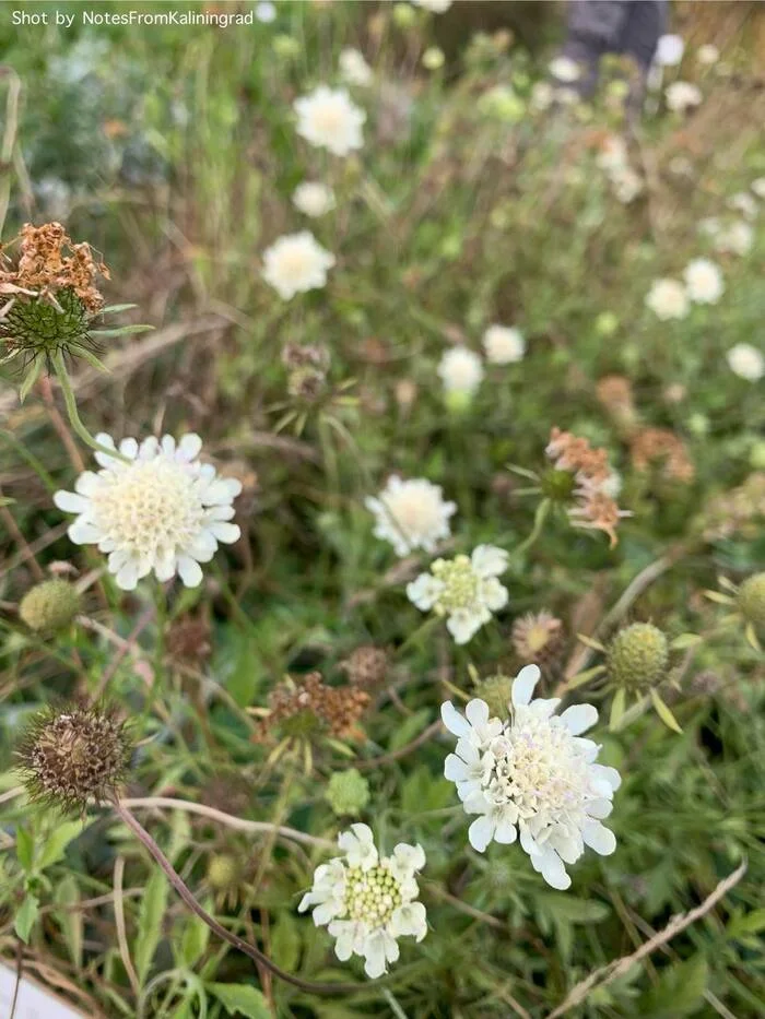 Scabious - My, Flowers, Plants, Bloom, The photo, Street photography, Kaliningrad, Kaliningrad region, Longpost