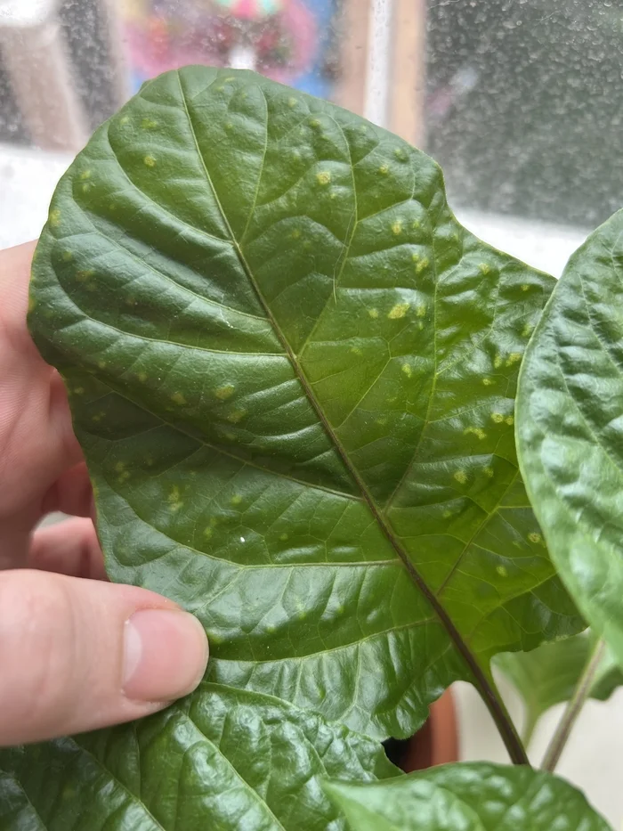 Light spots on Habanero leaves, need advice - My, Habanero, Need advice, Pepper, Hot peppers, Disease, Longpost