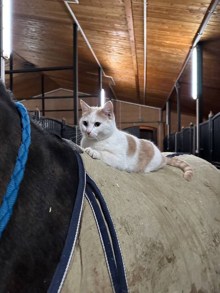 Кошки и кони. Архив с марта этого года