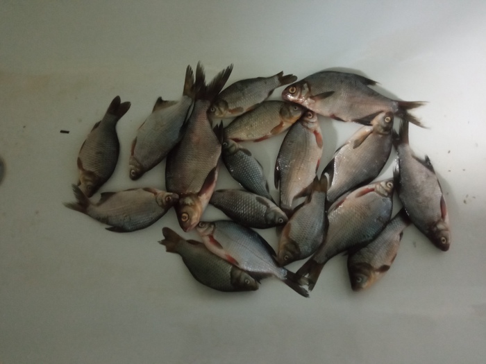 Условные два кило немытой рыбы.