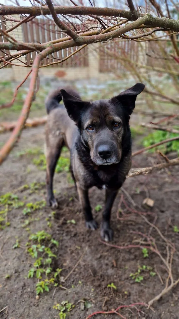 Charming and very smart girl Naida is looking for a responsible and caring owner! - In good hands, Helping animals, Dog, Longpost