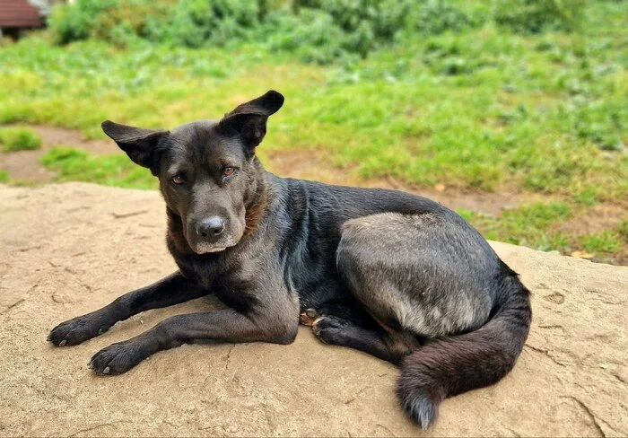 Charming and very smart girl Naida is looking for a responsible and caring owner! - In good hands, Helping animals, Dog, Longpost