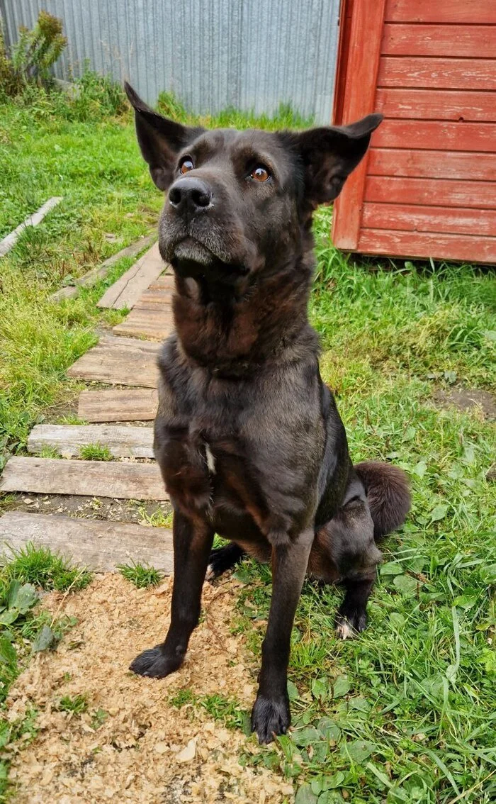 Charming and very smart girl Naida is looking for a responsible and caring owner! - In good hands, Helping animals, Dog, Longpost