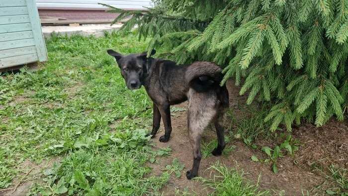 Charming and very smart girl Naida is looking for a responsible and caring owner! - In good hands, Helping animals, Dog, Longpost