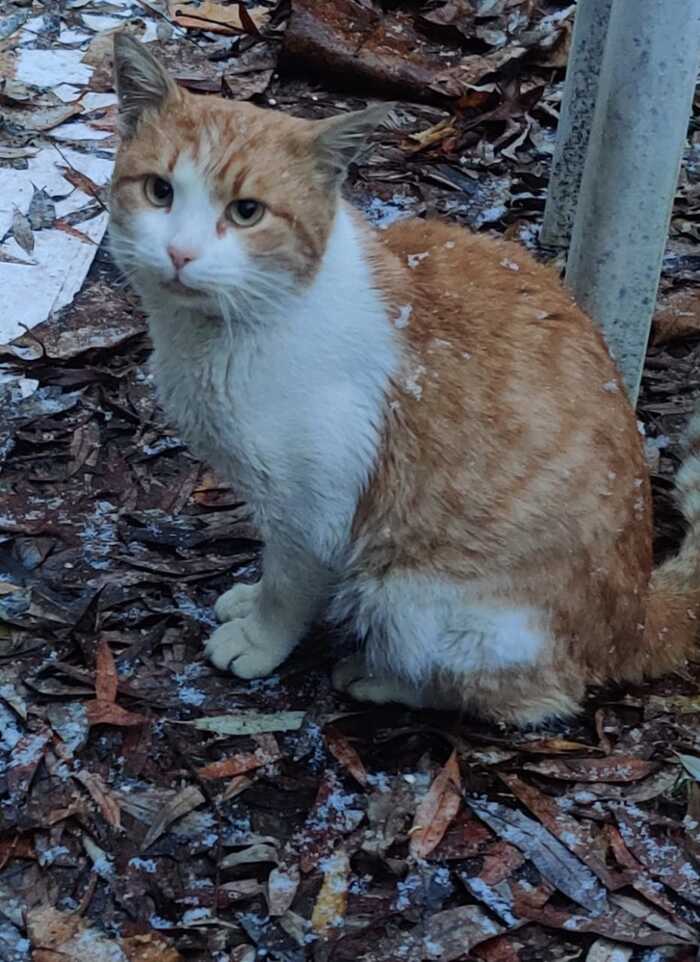 Continuation about a cat who lives in a cardboard box on the street. (Moscow) - Homeless animals, In good hands, No rating, cat, Volunteering, Moscow, Good league, Cat lovers, Helping animals, Kindness, Overexposure, Charity, The strength of the Peekaboo, Telegram (link), Longpost