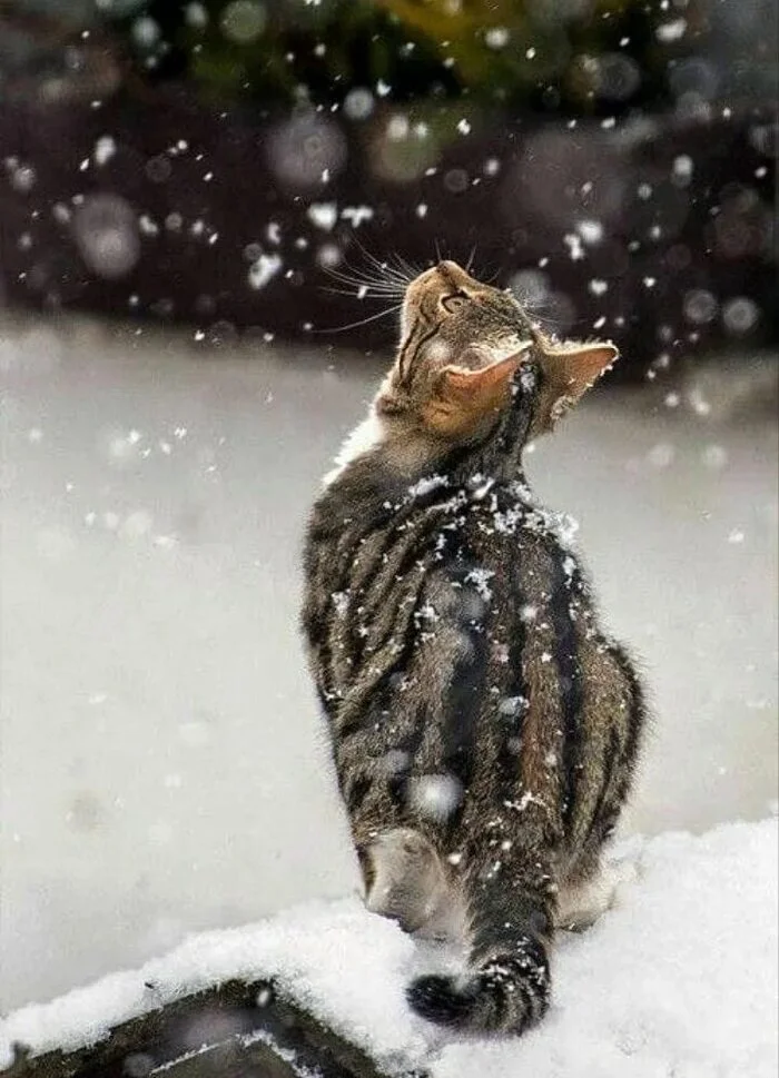 When I first saw snow - Snow, Auto, Motorists, Longpost, cat