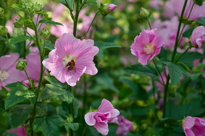 Mallow - My, The photo, July, Mallow, Flowers