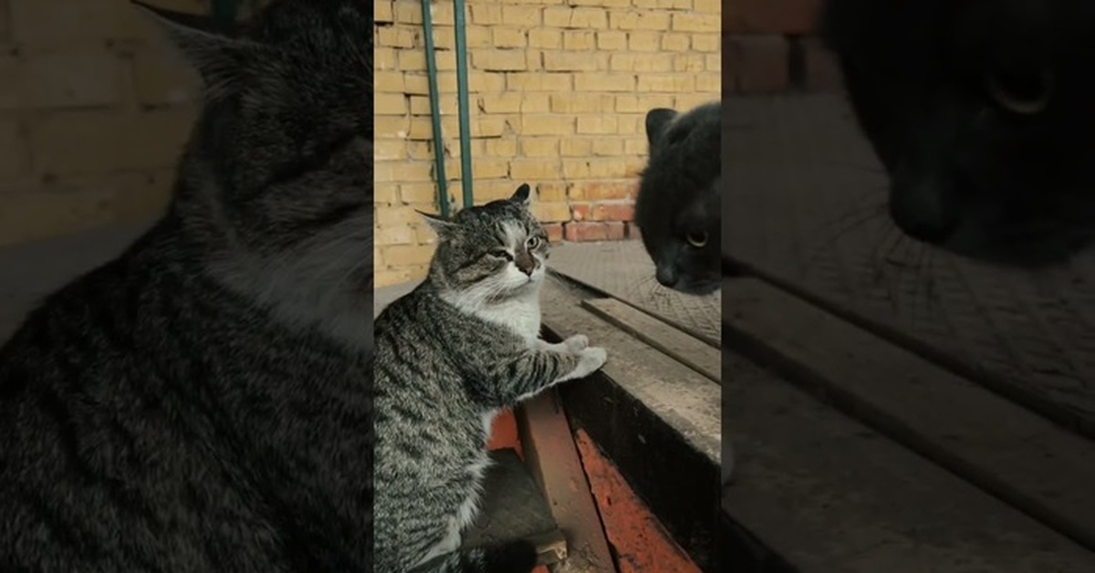 Decider - My, cat, Разборки, Decided, Text, Video, Youtube