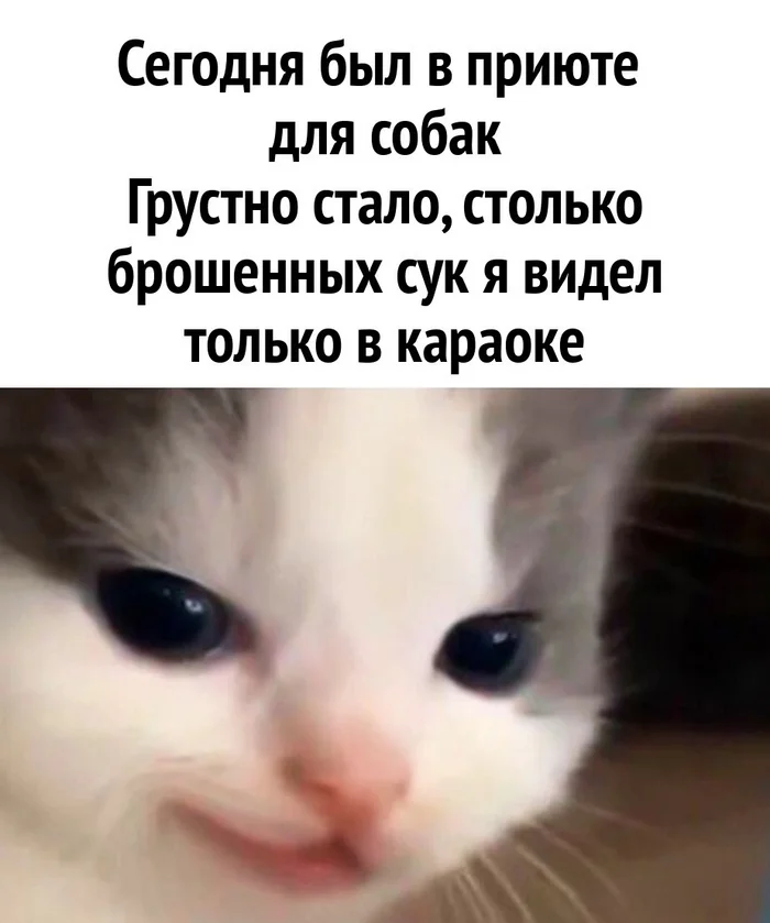 Karaoke - Picture with text, Humor, cat, Animal shelter, Karaoke