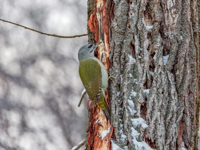 Grey-headed Woodpecker - My, Gray Woodpecker, Birds, The photo, The nature of Russia, Photo hunting, Bird watching, Nature, Moscow, The park, Ornithology League, Ornithology