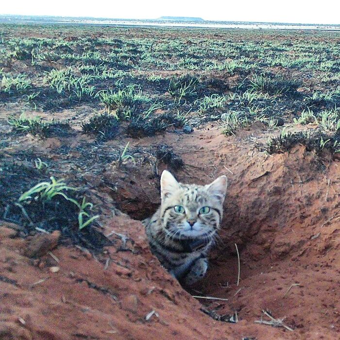 The male Shongo emerges from his den - Black-footed cat, Small cats, Cat family, Predatory animals, Wild animals, wildlife, Reserves and sanctuaries, South Africa, The photo, Phototrap