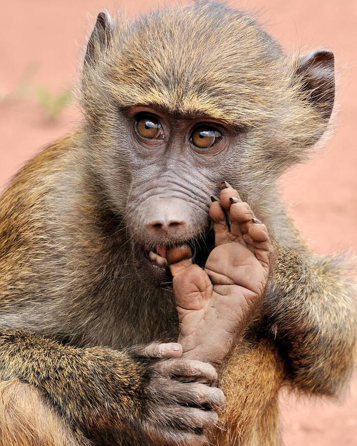 Pedicure - Primates, Baboon, Young, Wild animals, wildlife, Africa, The photo