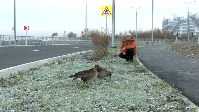 В Петербурге решили отдохнуть два гуся - Моё, Гусь, Санкт-Петербург, Природа России, Каждой твари по паре, Павел Глазков, Видео, Видео вк, Длиннопост