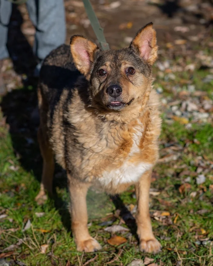 HELP KUDRYASHA NOT BE FORGOTTEN BY EVERYONE!!! - Overexposure, Volunteering, Homeless animals, In good hands, The rescue, Animal shelter, Permian, Kindness, Shelter, Dog, Video, Vertical video, Longpost