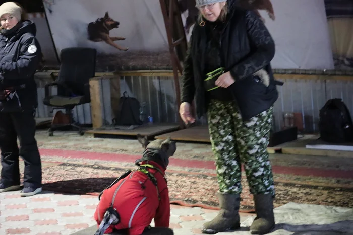 Дрессировка собак в Омске - ОЦССС 23.11.24 - Собака, Щенки, Омск, Дрессировка, Оцссс, Друг, Забота, Доброта, Собаководство, Друзья, Собачники, Кинология, Длиннопост