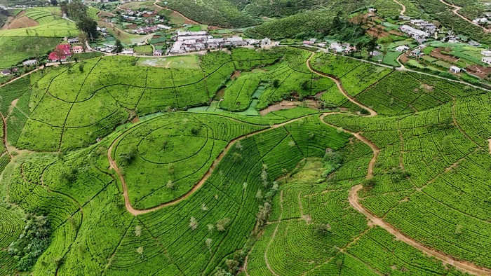 Tea plantation - My, Sri Lanka, Tea, Plantation, The mountains, Travels, Dji, The photo, Aerial photography, Quadcopter