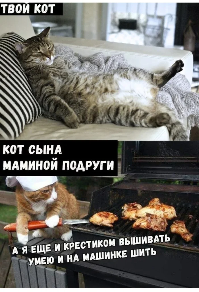 Cat memes for morning mood - Memes, cat, Morning, Mood, Longpost, Picture with text