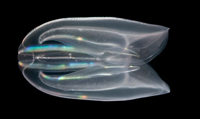 Comb jellies heal by merging - My, The science, Research, Scientists, Evolution, Comb, Jellyfish, Nauchpop, Sciencepro, Innovations, Telegram (link)