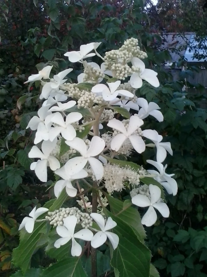 September. Hydrangea - My, The photo, Summer, Flowers, Garden