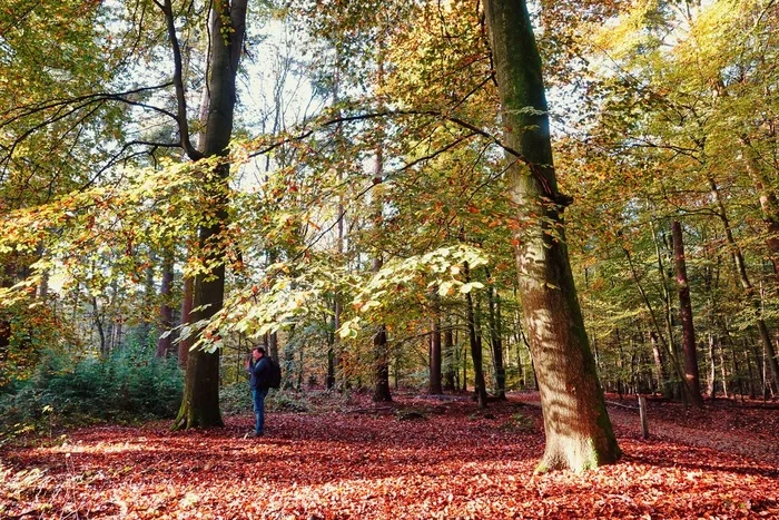 Autumn in the forest - My, The photo, Nature, Netherlands (Holland), Forest, Autumn, Walk in the woods