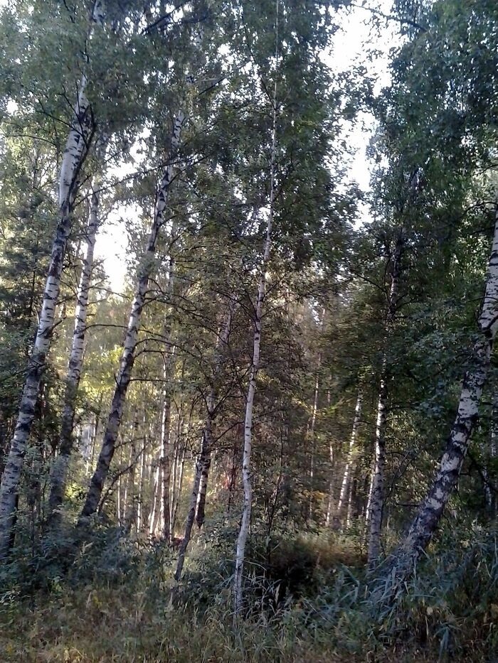 August. Wild forest. Birch grove - My, The photo, Summer, Forest, wildlife, The nature of Russia, birch forest