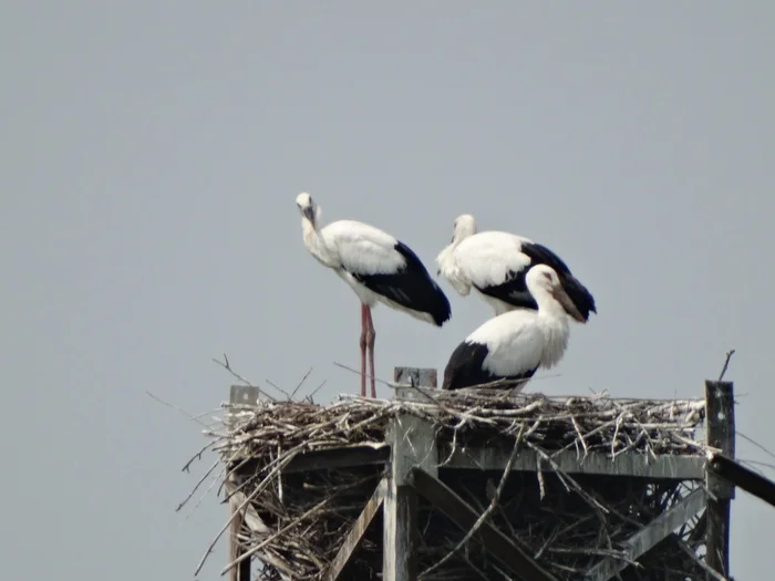 Far Eastern Stork. Stork Family - My, Birds, Дальний Восток, Nature, Place, Animals, Peace, Biology, Stork, Longpost, In the animal world, Bird watching, Photo hunting, Rare view