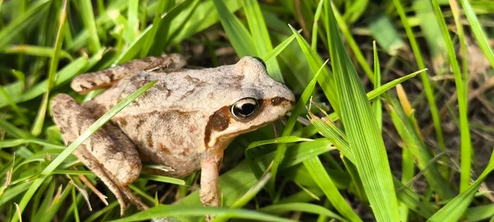 What a beauty - My, Amphibians, Frogs, Дальний Восток, Blagoveshchensk, Amur region, Find, Summer, Walk, Square, Arboretum