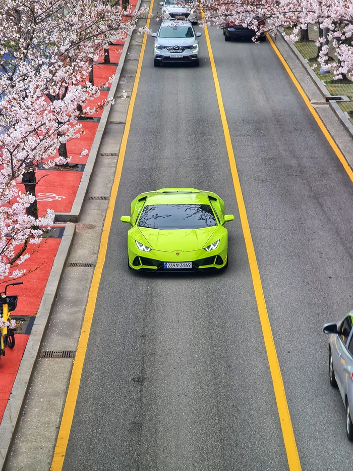 A bright Lamborghini on the blooming streets of Busan - My, The photo, Mobile photography, Auto, Road, Lamborghini, Sakura, Spring, Town