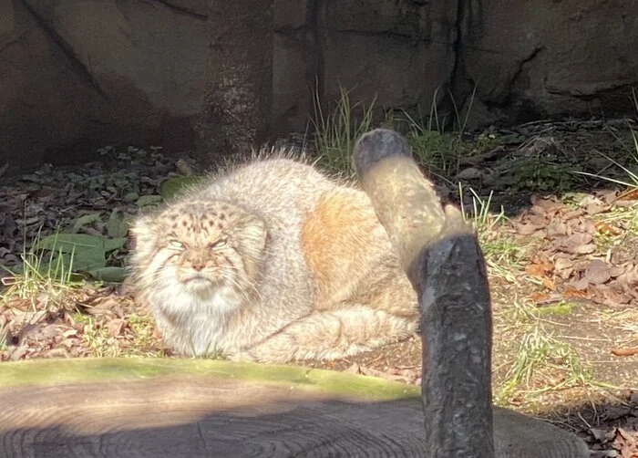 Turn off the sun!! It's keeping me from sleeping... - Wild animals, Zoo, Predatory animals, Cat family, Pallas' cat, Small cats, Yawn