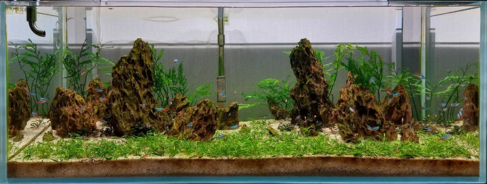 Iwagumi after 2 months - My, The photo, Hobby, Aquarium, Iwagumi, Aquascape