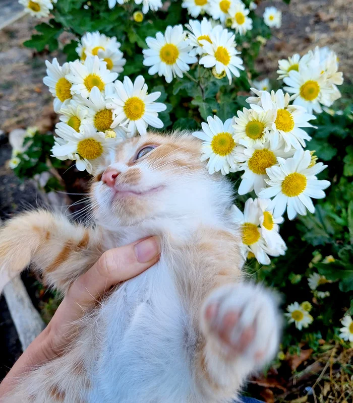 About cats. Everyday life. How to give pills - My, cat, The rescue, Homeless animals, Video, Longpost