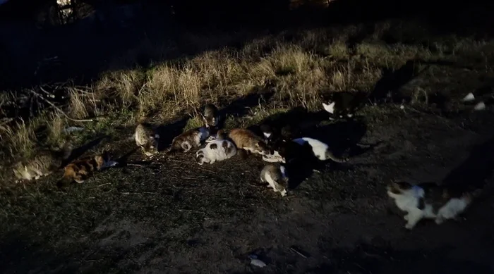 About cats. Everyday life. How to give pills - My, cat, The rescue, Homeless animals, Video, Longpost