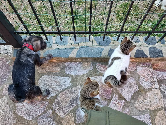 About cats. Everyday life. How to give pills - My, cat, The rescue, Homeless animals, Video, Longpost