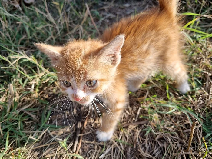 About cats. Everyday life. How to give pills - My, cat, The rescue, Homeless animals, Video, Longpost