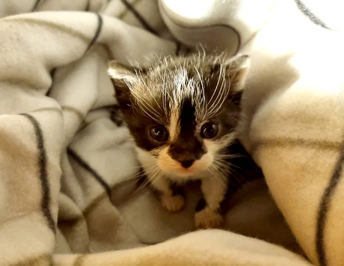 About cats. Everyday life. How to give pills - My, cat, The rescue, Homeless animals, Video, Longpost