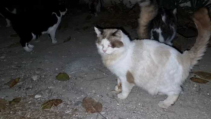 About cats. Everyday life. How to give pills - My, cat, The rescue, Homeless animals, Video, Longpost