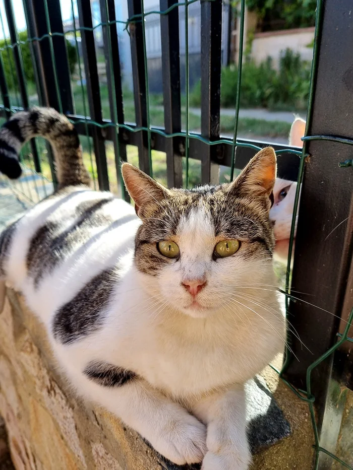 About cats. Everyday life. How to give pills - My, cat, The rescue, Homeless animals, Video, Longpost