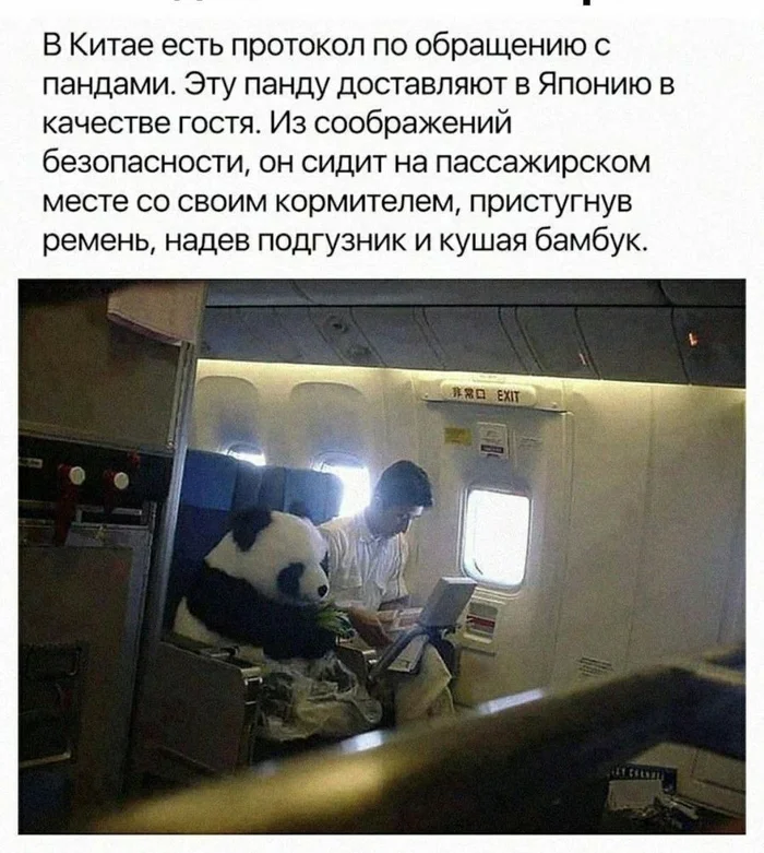 And he acts like a good boy. - Picture with text, Panda, Transportation of animals, Airplane, Пассажиры, China, Funny, Humor, Teddy bear, Milota, Hardened, Repeat