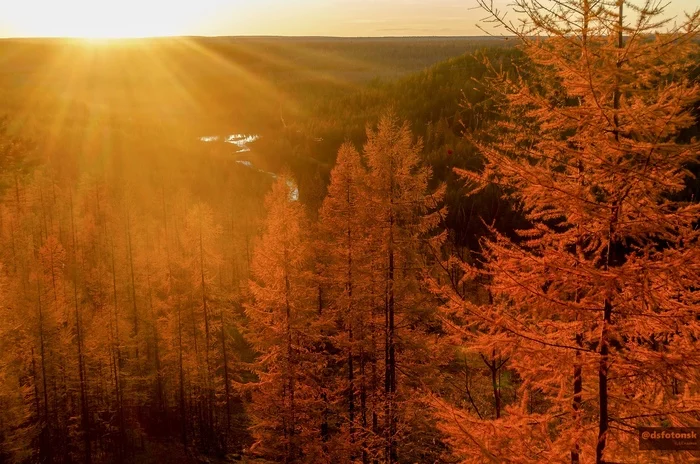 Taiga autumn - My, The nature of Russia, The photo, Yakutia, Taiga, Forest, Sunset, Autumn