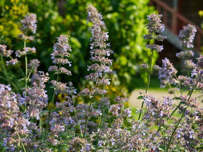 Catnip - My, The photo, July, Plants