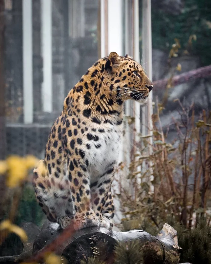 When everything about you is perfect - Far Eastern leopard, The photo, Moscow Zoo, Miser, Leopard, Cat family, Wild animals, Predatory animals, Big cats, Telegram (link)