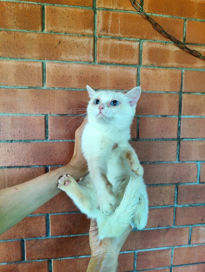 Deaf Belyashka from the disposal shed of the official breeder FARUS (KLC Amur Neva) sends greetings from home - My, Tosno, Animal Rescue, cat, Found a home, Breeders, Longpost, Video, Vertical video