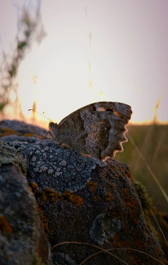 Almost a silhouette - My, Insects, Butterfly, August, Sunset, Entomology, Steppe, Macro photography, Video, Lepidopterology, Mobile photography, Vertical video, Longpost