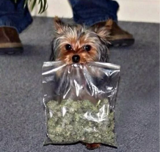 Schmalterrier - Humor, Picture with text, The photo, Dog, Marijuana