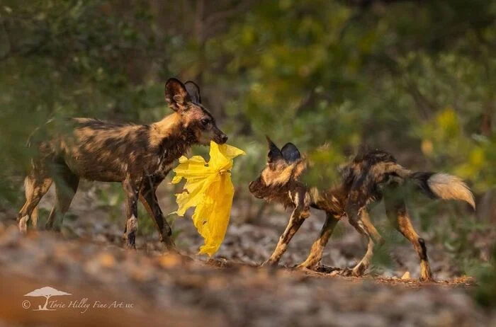 New toy - Puppies, Hyena dog, Canines, Predatory animals, Wild animals, wildlife, Africa, The photo, Garbage