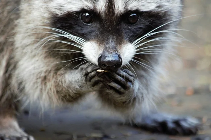 Hermann Goering's Raccoons Attack People in Germany - Raccoon, Wild animals, Invasive species, Dangerous animals, Germany, Kus