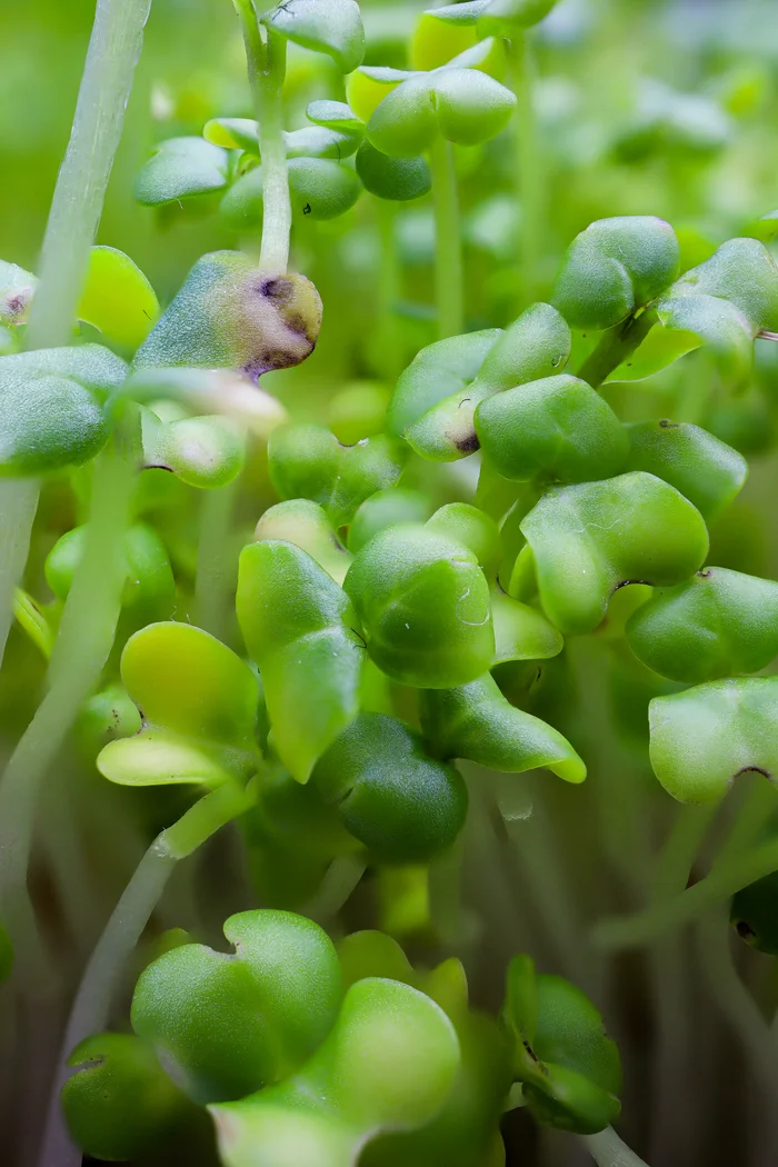 Photo project Let's take a closer look post #134 - My, Bloom, Macro photography, Nature, The photo, Microgreens, Food, Plants, Таймлапс, Video, Longpost