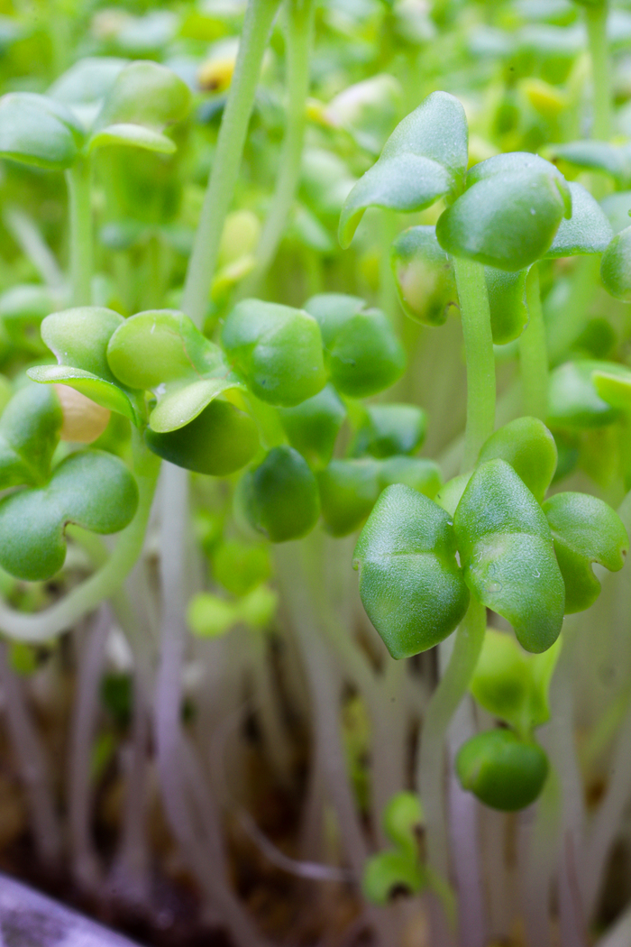 Яркая зеленушка