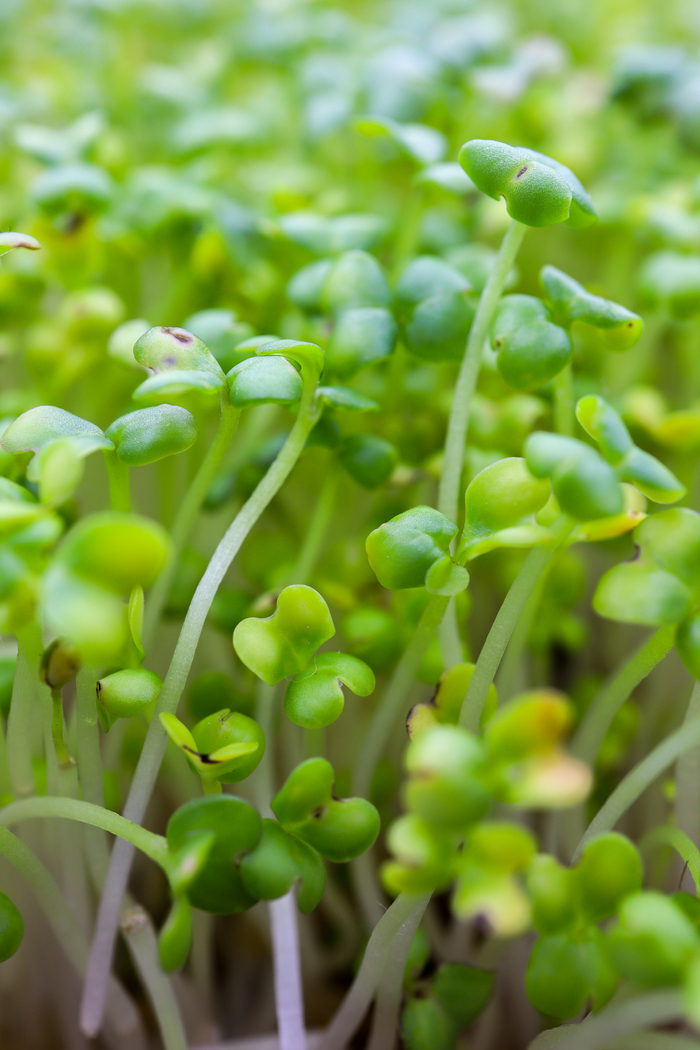 А тут видны на листочках пятна