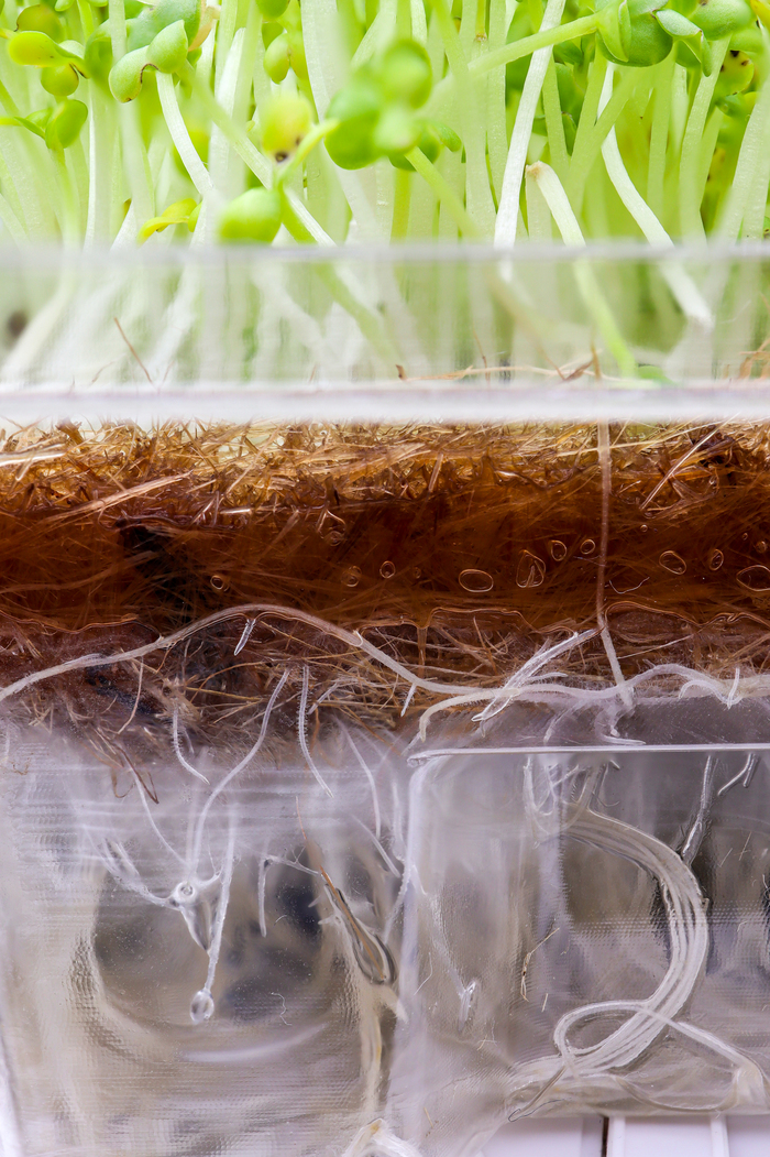 Вершки, грунт, корешки